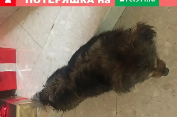 Найдена собака на ул. Северной и Тургенева в Краснодаре