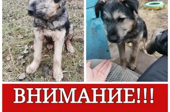 Пропала собака Марс, село Протасово, Московская область