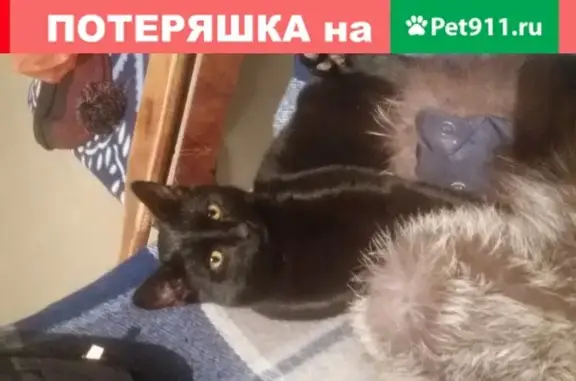 Пропала кошка Чуча в Заворово, Московская область