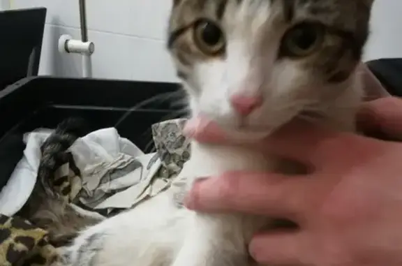 Найден кот в Балашихе, микрорайон Павлино, 22.