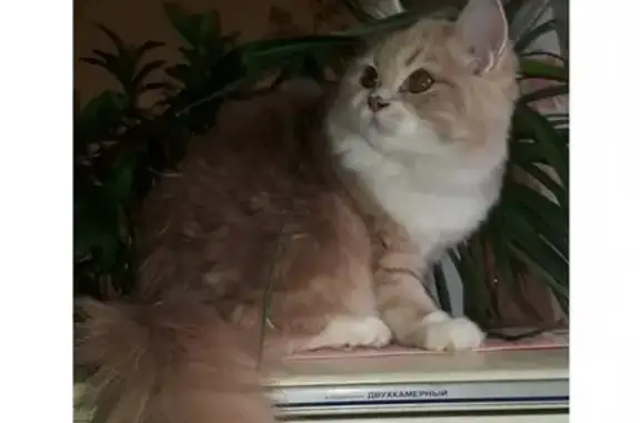 Кошки потеряшки, Екатеринбург, фото: Потеряшка кошка на улице Викулова, 35/1