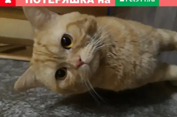 Найден рыжий кот, ищет дом в Барнауле