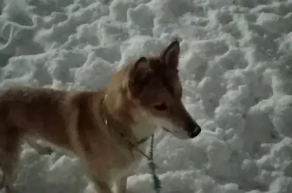 Пропала собака Тузик в Качканаре