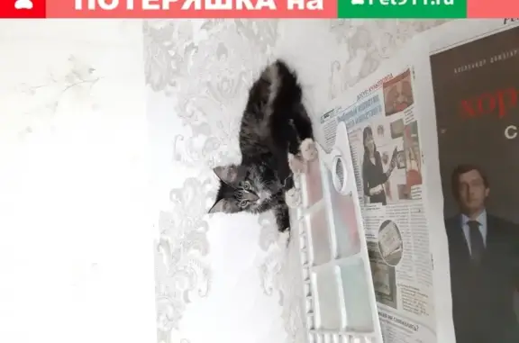 Найден котенок-подросток в Татариново, Московская область.