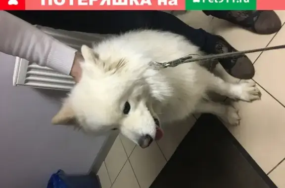 Найдена собака Лайка на Калужском шоссе, 40-41 км