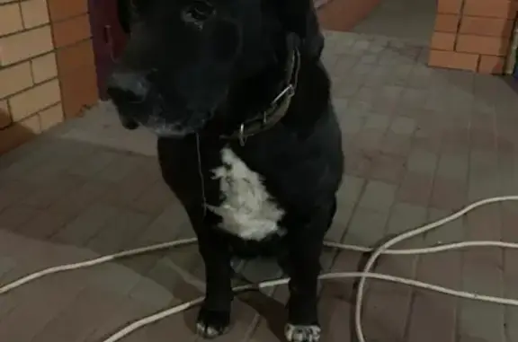 Найдена собака в Губкине на Православной улице