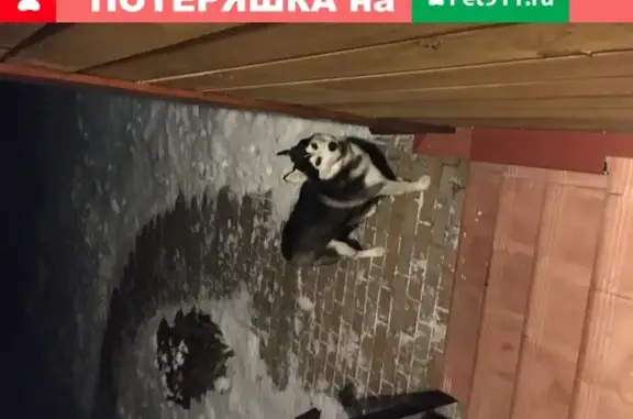 Найдена собака, Тверь, фото: Найдена собака в деревне Акулино