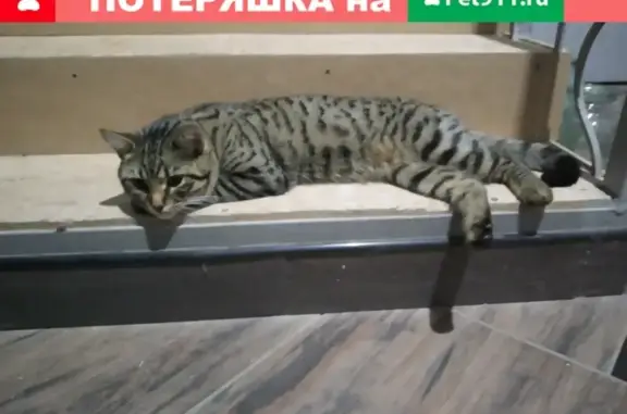 Пропала кошка в пос. Киляковка, Волгоградская обл.