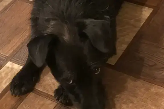 Собаки потеряшки, Нижний Новгород, фото: Потеряшка собака Бен возле метро Заречная