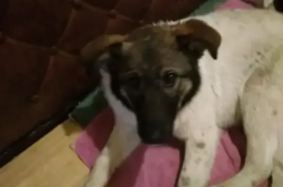 Найдена домашняя собака в Подольске на ул. 43 Армии