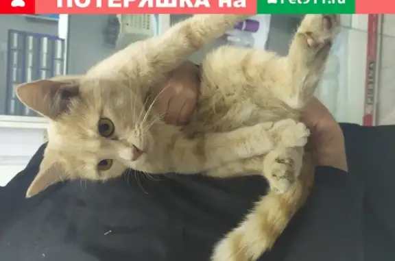 Найдена кошка на автостоянке ТЦ КАПИТОЛИЙ, Москва
