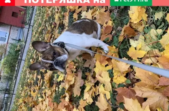 Пропала собака в СПб, Выборгский район: Французский бульдог Бэтти, убежала от фейерверка.