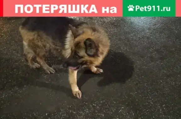 Найдена собака на АЗС Газпромнефть N 3 в Краснодаре