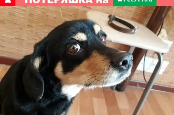Найдена собака в Кировском затоне, нужен хозяин
