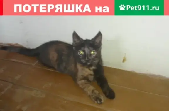 Пропала кошка в Кирове на улице Корчагина