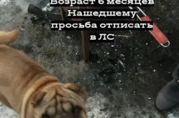 Пропала собака Бэллв в Хабаровске
