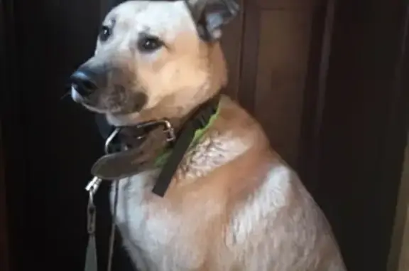 Найдена собака на Шипиловском проезде