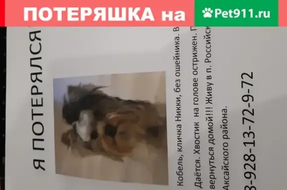 Пропала собака Никки на левом берегу Дона, Ростовская область