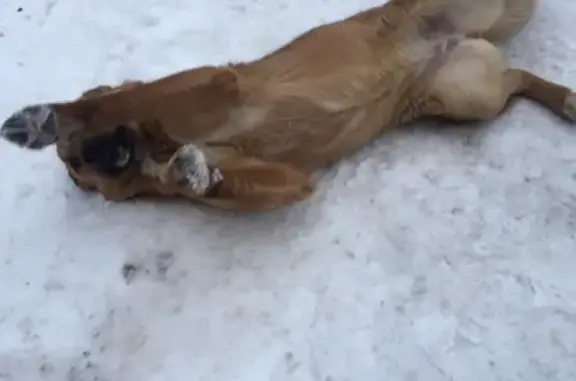 Найдена добрая собака на улице Буревестника, Уфа