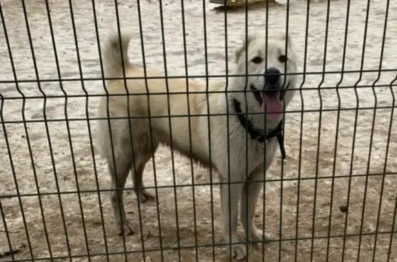 Найдена собака Алабай на Базовской 15к2 (Рита +79060341340)