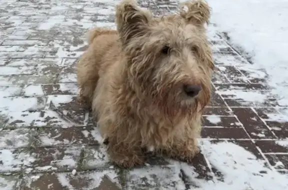 Собака найдена в деревне Аксеново, Московская область