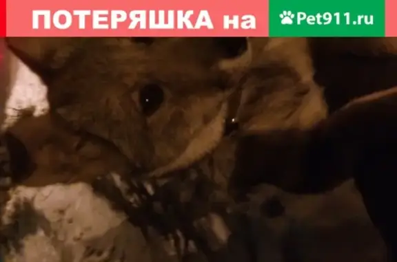 Пропала собака Найда в Казани, жилой массив Константиновка