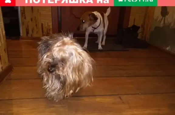Собака Йорк найдена на улице Шеронова, 3.