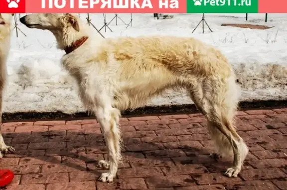 Пропала собака Борзая Дали на ул. Паустовского, Москва