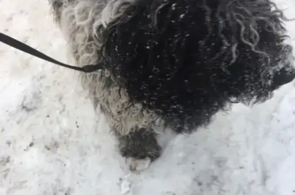 Найдена собака в парке Пушкина, Нижний Новгород