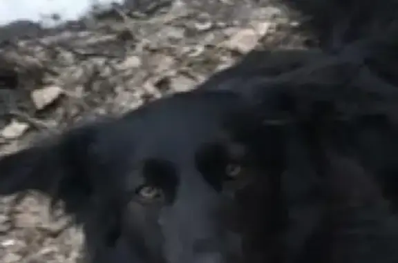 Пропала собака Джек в Локомотив-3, Солнечногорского района