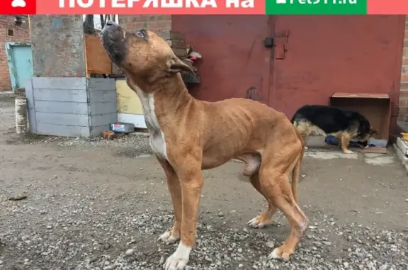 Найден худой кобель бойцовской собаки в Таганроге