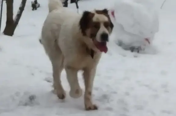 Найдена собака, Москва, фото: Собака найдена в СНТ 