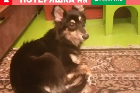 Найдена собака в Байдаевке, ищем хозяев