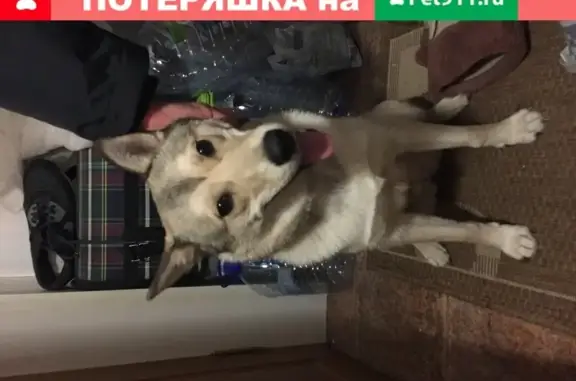 Собака найдена в Рождествено, Московская обл.