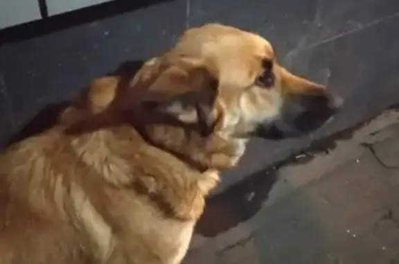 Собака Дворняга найдена на Перовской улице (Москва)