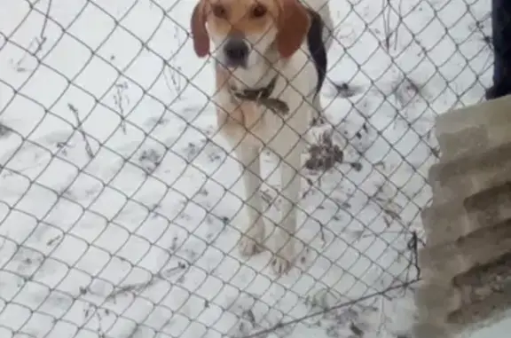Собака найдена в деревне Никольские Выселки, Тульская область.