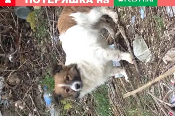 Найдена собака на ул. Прутовцев, Севастополь