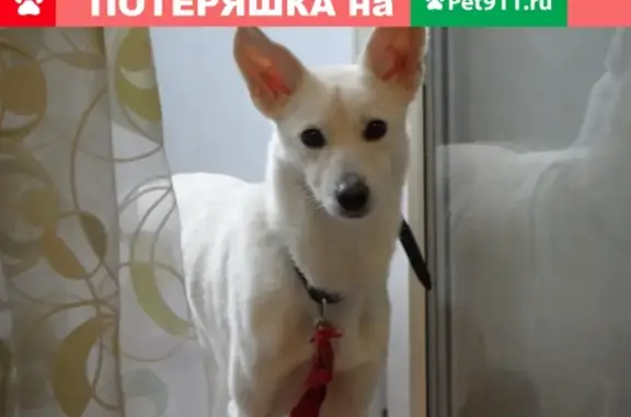 Пропала собака Долли, ищем в 37-38 м-не, Волжский, Волгоградская обл.
