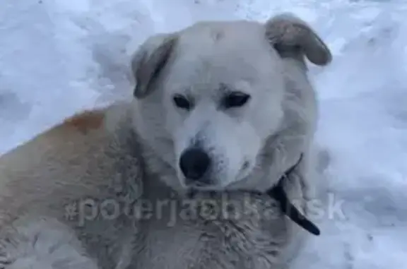 Найдена добрая собака в Новосибирске