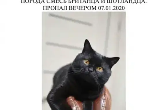 Пропала кошка Гоша, Обнинск, проспект Ленина, 95