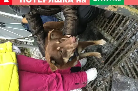 Найден умный пёсик с ошейником в Щапово, Москва
