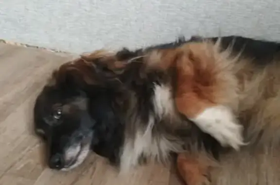 Пропала собака Таран в СНТ Жилстроевец, Новосибирская область