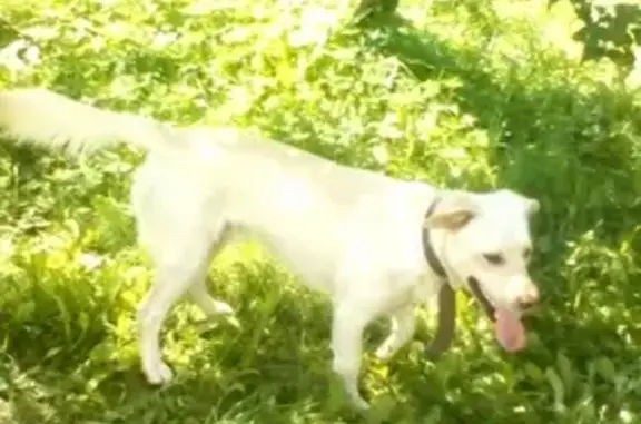 Собаки потеряшки, , фото: Потеряшка собака Лавр на ул. Генерала Лукина в Смоленске