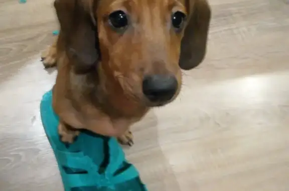 Потерянные животные Липецк, фото: Пропала собака породы 