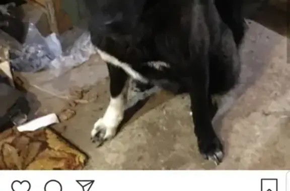 Собака найдена в Трегубово, Московская область.