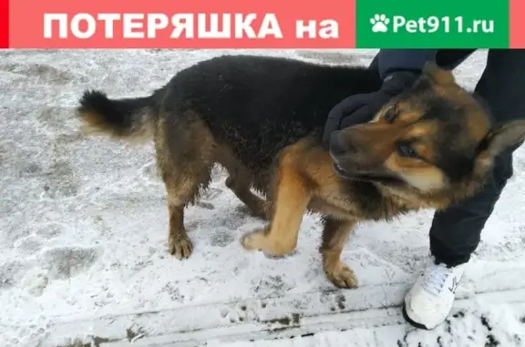 Найдена собака Рана в парке Гагарина, Симферополь