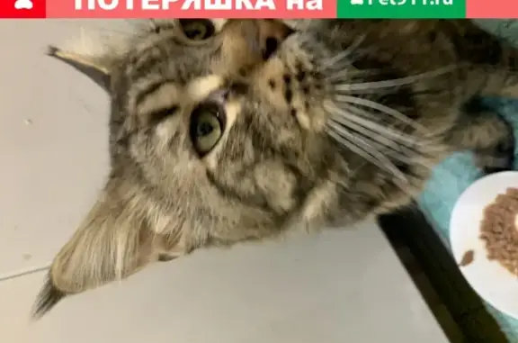 Найден мальчик-кошка в Хорошево-Мневниках, Москва