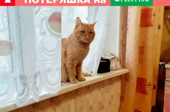 Умный и чистоплотный котик найден на остановке в Москве