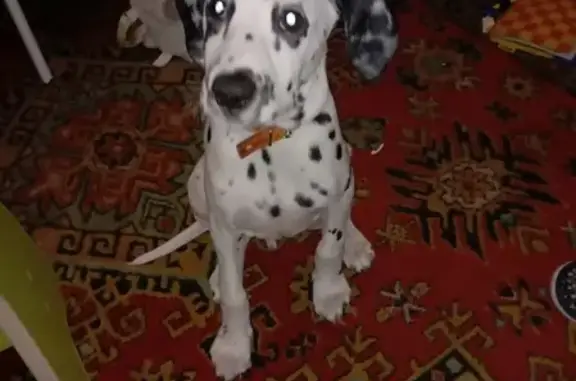 Собаки потеряшки, Азов, фото: Потеряшка домашний долматинец Леон в Азове.