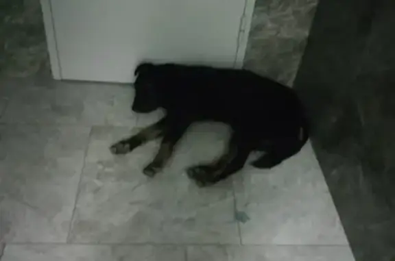 Найдена собака в ЖК Фонтаны, Краснодар